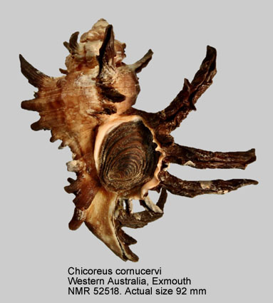Chicoreus cornucervi.jpg - Chicoreus cornucervi(Röding,1798)